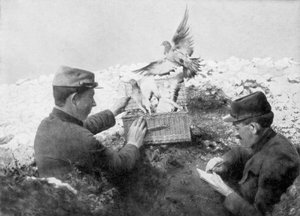 Piccioni viaggiatori rilasciati in prima linea, Prima Guerra Mondiale, 1915