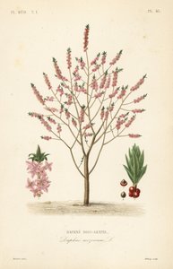 Mezereon o alloro spinoso, Daphne mezereum, Daphne bois-gentil da Unbekannt