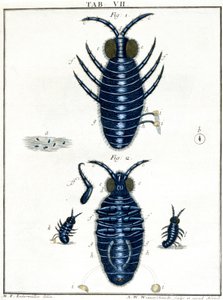 Microscopia