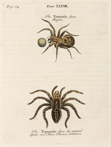 Microscopia