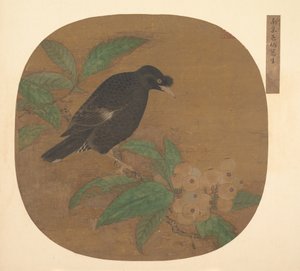 Uccello Minah su un ramo di nespolo da Unbekannt
