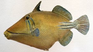 Modello di un pesce balestra della laguna, 2000 da Unbekannt