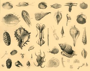 Molluschi, c1910 da Unbekannt