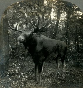 Monarca di tutto ciò che vedo, 1899 da Unbekannt