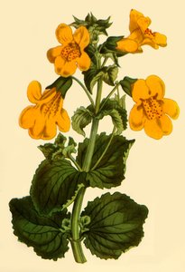 Fiore di scimmia, 1812, 1944 da Unbekannt