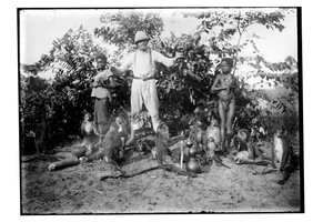 Scimmie, c.1910 da Unbekannt