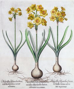 Narciso, 1613