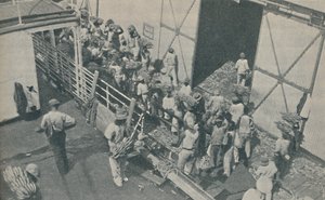 Nativi che caricano banane a Kingston, Giamaica, cantano salmi scozzesi, 1937