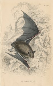 Pipistrello di Natterer Myotis nattereri, 1828