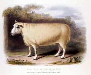 Ariete di New Leicester Dishley, 1842