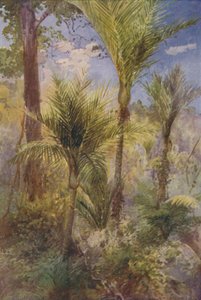 Foresta della Nuova Zelanda, 1924