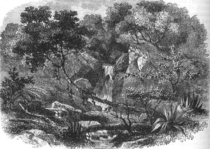 Paesaggio della Nuova Zelanda, c1880 da Unbekannt