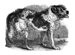 Cane di Terranova