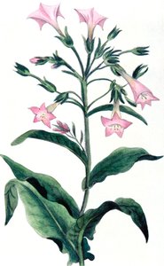 Nicotiana tabacum - pianta del tabacco, 1823