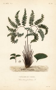 Felce capelvenere del nord o felce a cinque dita, Adiantum pedatum, Capillaire du Canada da Unbekannt