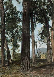 Nuova Guinea. Il Legno di Ferro, Papua Nuova Guinea - Alberi di Ferro, 1900