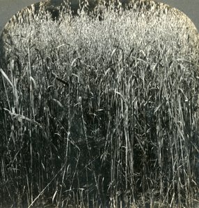 Avena in crescita, Pennsylvania, USA, 1903