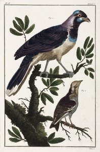 Uccelli tropicali: taccola di Cayenna e cotinga delle Molucche da Unbekannt