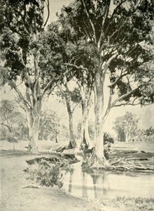 Vecchie gomme, Mt. Crawford, Australia Meridionale, 1901 da Unbekannt