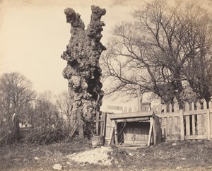 Vecchio albero vicino a Chatham da Unbekannt