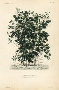Barba di vecchio, Clematis vitalba