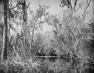 Sul Governors Creek, fiume Ocklawaha, Florida, c1897