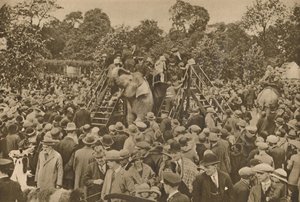 Uno dei segni della nostra civiltà: giardini zoologici ben forniti per deliziare i curiosi, c193 da Unbekannt
