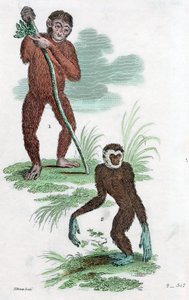 Orang Utang e Gibbon, 1822