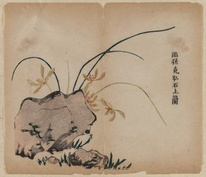 Orchidea sulle rocce, XVIII secolo da Unbekannt