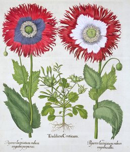 Papaveri ornamentali, 1613 da Unbekannt
