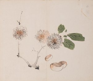 Pagina da Shi Zhu Zhai da Unbekannt