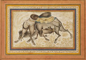 Pagina da un muraqqa disperso, o album, raffigurante due cammelli che combattono, dipinto c1675