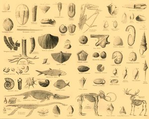 Paleontologia, c1910 da Unbekannt