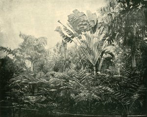 Isola di Palme e Felci, Giardini Botanici, Brisbane, 1901 da Unbekannt