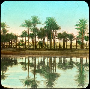 Palme riflesse nell
