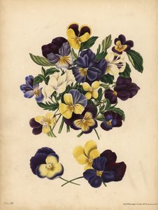 Viola del pensiero, Pensieri: Occupi i miei pensieri o Pensez a Moi