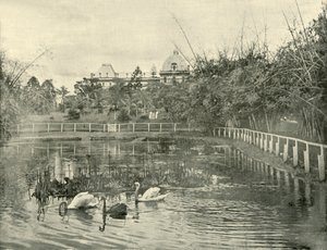 Stagno di papiro, Giardini Botanici di Brisbane, 1901 da Unbekannt