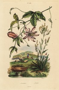 Passiflora, Passiflora uraniae, e guado dei tintori, Isatis tinctoria da Unbekannt