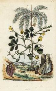 Pianta di arachide, Arachis hypogaea 1, palma di areca, Areca catechu 2, e mollusco bivalve Arca semi-torta, Trisidos semitorta 3 da Unbekannt