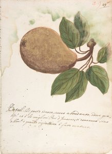 Pera, XVIII secolo da Unbekannt