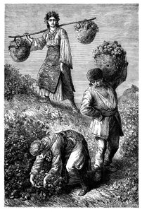 Contadini che raccolgono rose in Roumelia, c. 1890