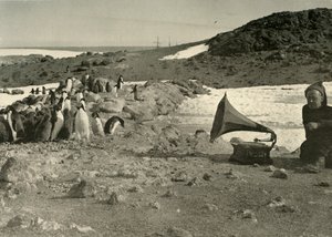 Pinguini che ascoltano il grammofono durante l