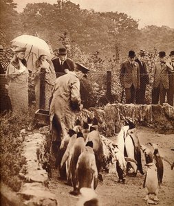 Pinguini in parata per il re, 1934 1935 da Unbekannt