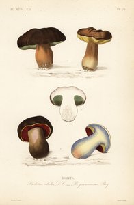 Porcino, Boletus edulis, e boleto lurido, Suillellus luridus