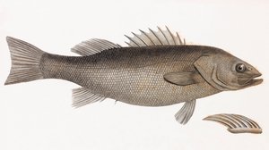 Persico Allungato (dettaglio)
