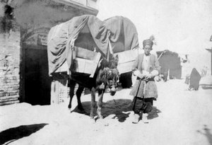 Trasporto di asini persiani, Baghdad, Iraq, 1917-1919