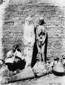 Fotografia di mummie, 1860 da Unbekannt