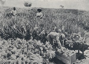 Campo di ananas, Queensland, 1923