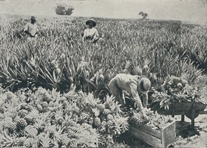 Piantagione di ananas, 1916