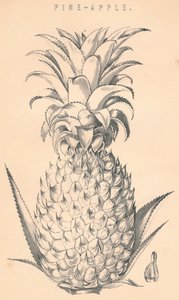 Ananas da Unbekannt